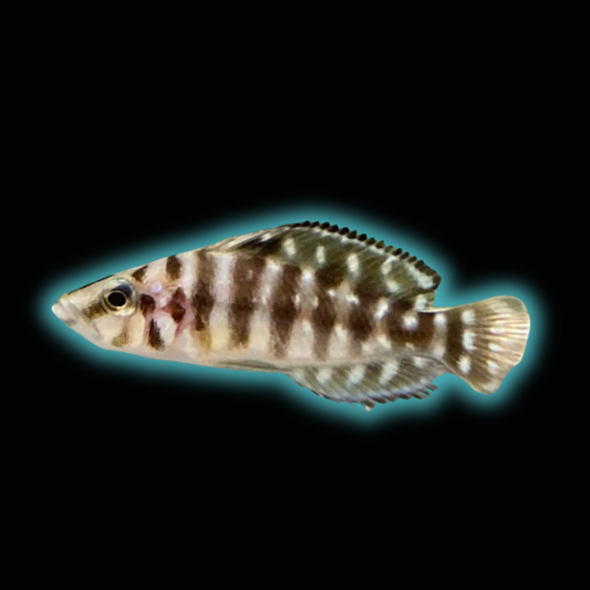 Pearly Black Zaire- Altolamprologus Calvus