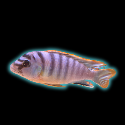 Red Top Hongi - Labidochromis sp.