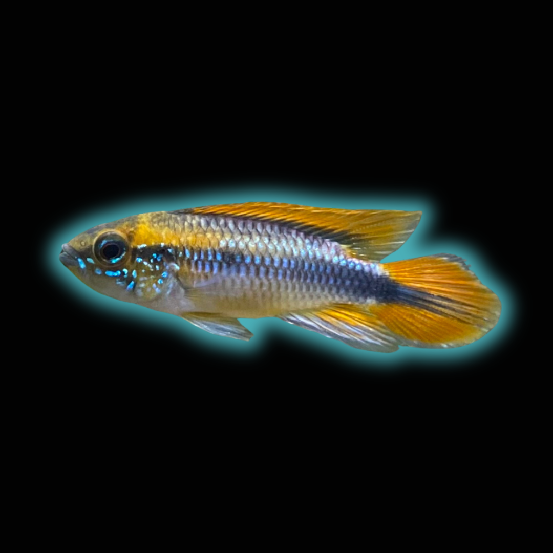 Blue Agassizii Apistogramma - Apistogramma Agassizii var.