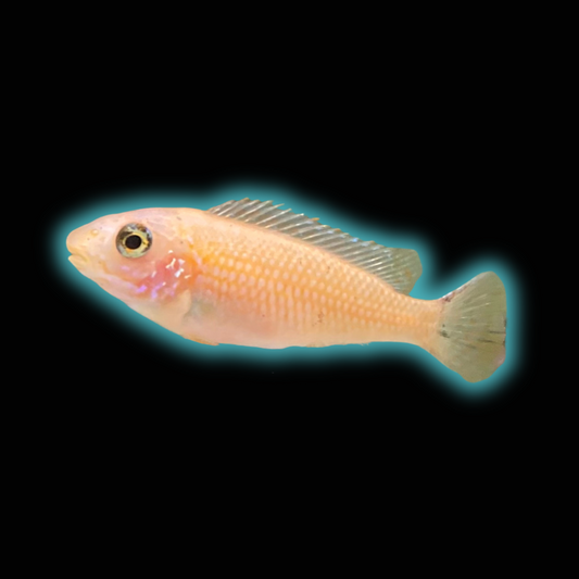 Labeotropheus Trewavasae Red