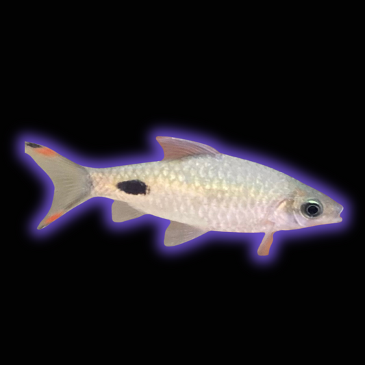 Mahecola Barb - Barbus Mahecola