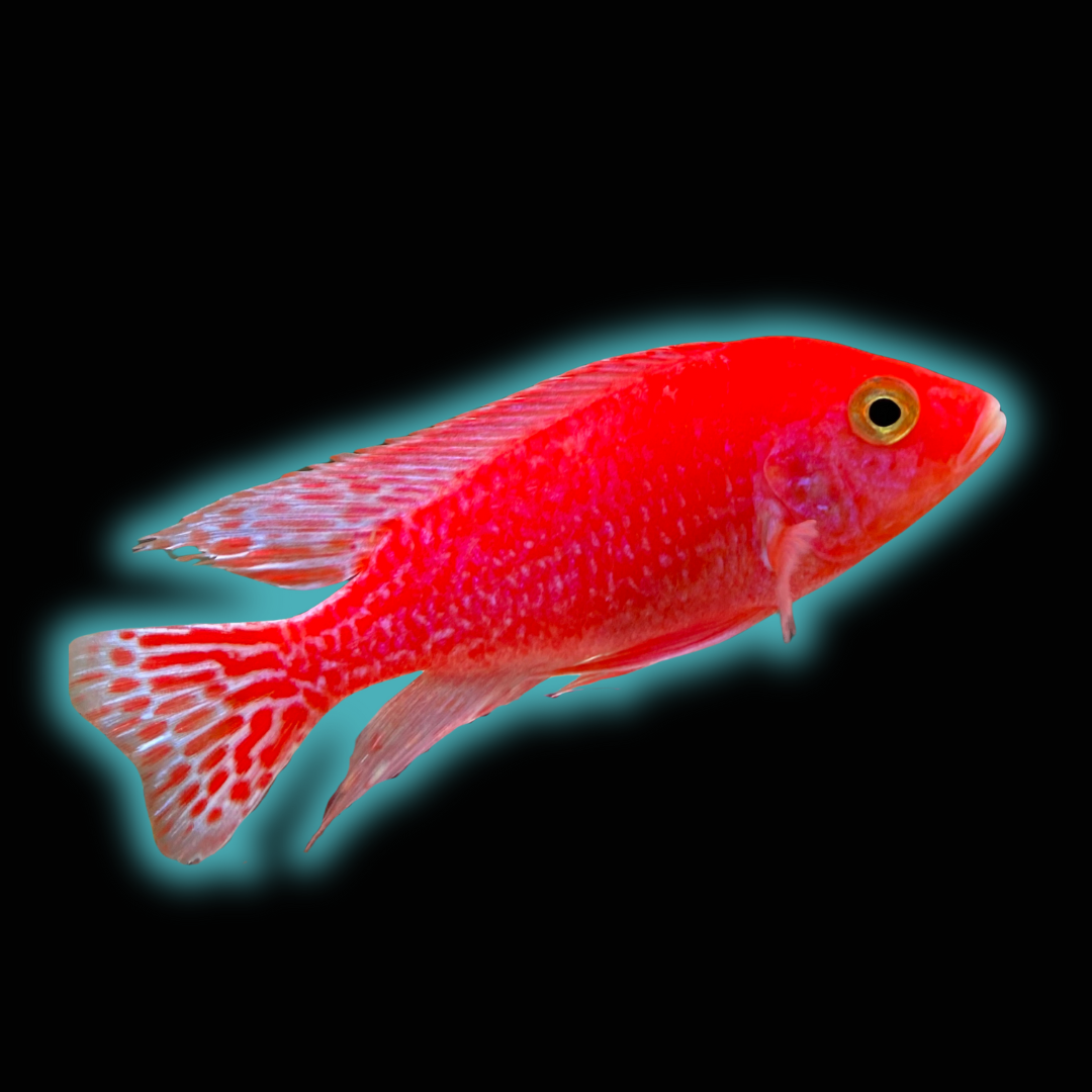 Pink Peacock Cichlid - Aulonocara sp.