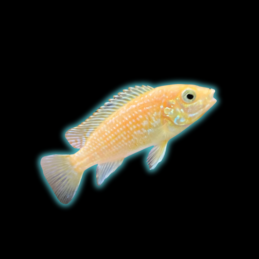 Homebred Yellow Lab Hybrid