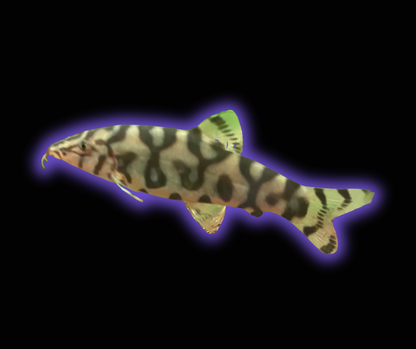 Yoyo Loach - Botia Loachata
