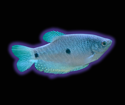 3 Spot Gourami - Trichopodus Trichopterus
