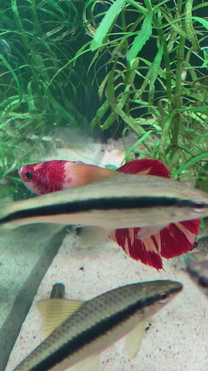 Giant Plakat Betta - Grade A (Male)