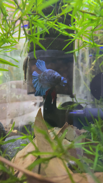 Nebula Betta (Male)