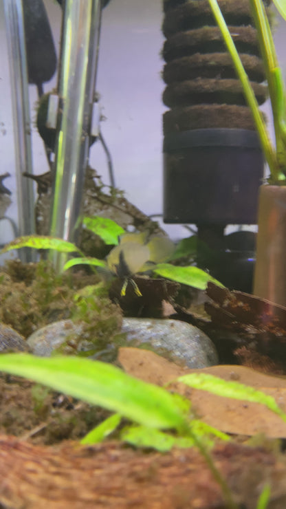 Blue Panda Apistogramma