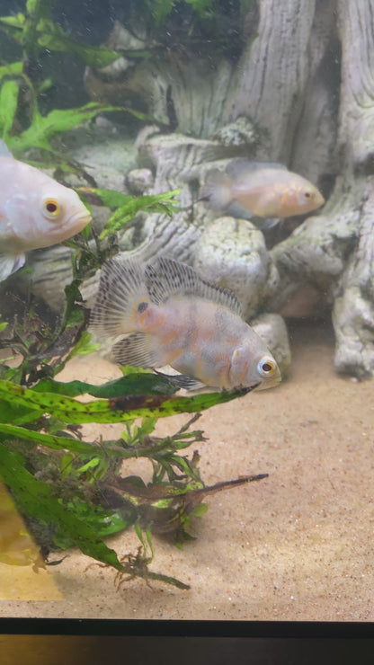 Lemon Oscar - Astronotus Ocellatus var