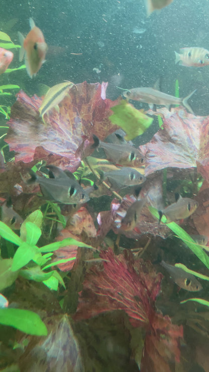 Black Phantom Tetra