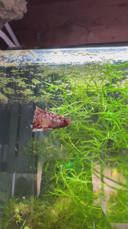 HMPK Copper Galaxy Betta - Grade A (Male)