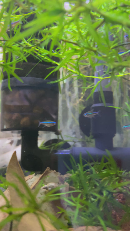 Green Neon Tetra (wild)