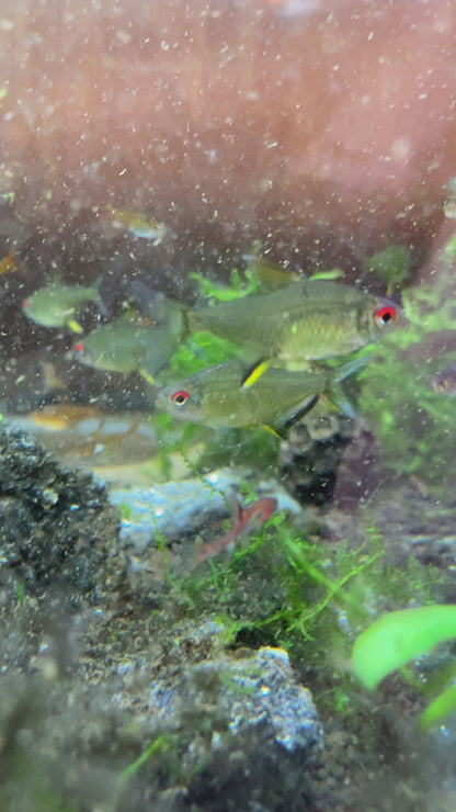 Lemon Tetra