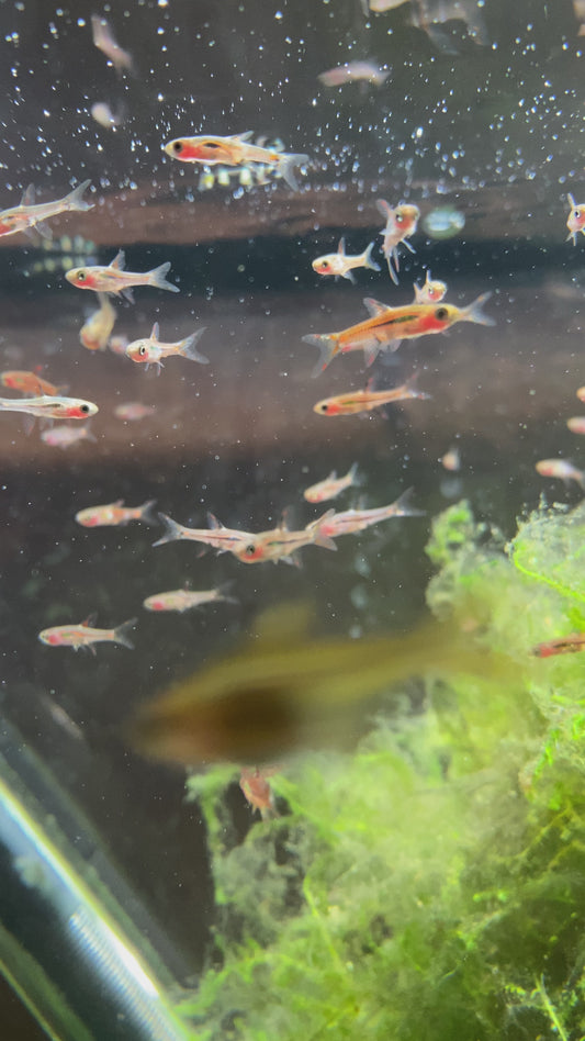 Mosquito 'Chili' Rasbora - Boraras Brigittae