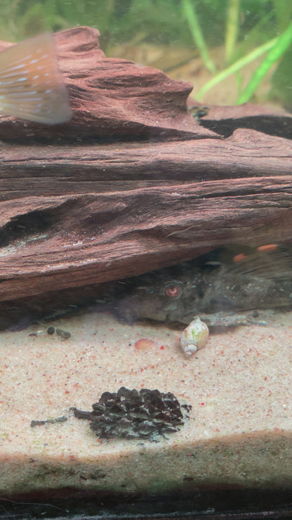 Three Beacon Pleco L-091 - Leporacanthicus Triactis