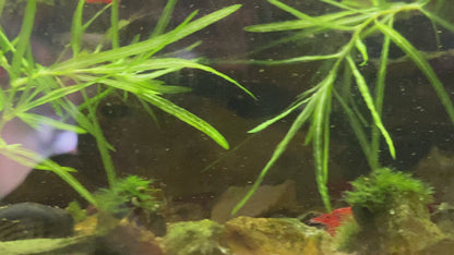 Bloody Mary Shrimp