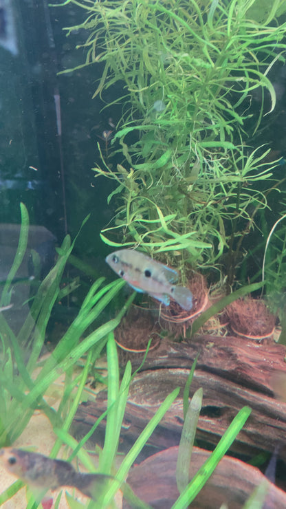 Firemouth Cichlid - Thorichthys Meeki