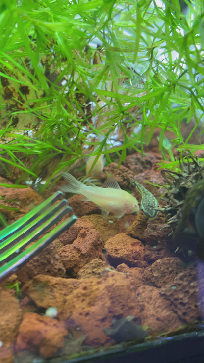 Albino Corydora - Corydoras sp. (Albino)