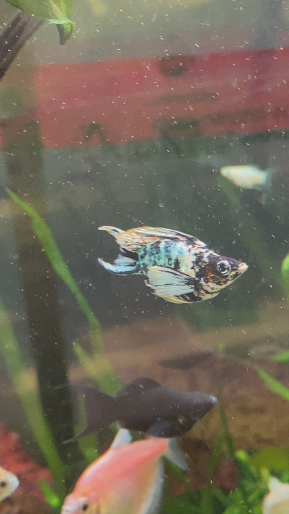 Assorted Lyretail Balloon Molly