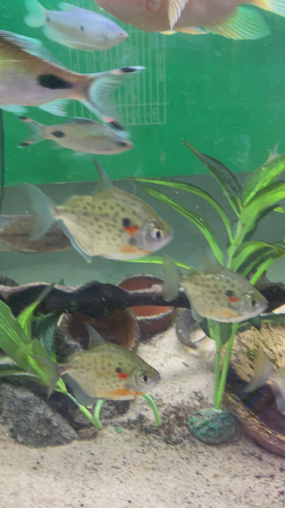 Spotted Silver Dollar