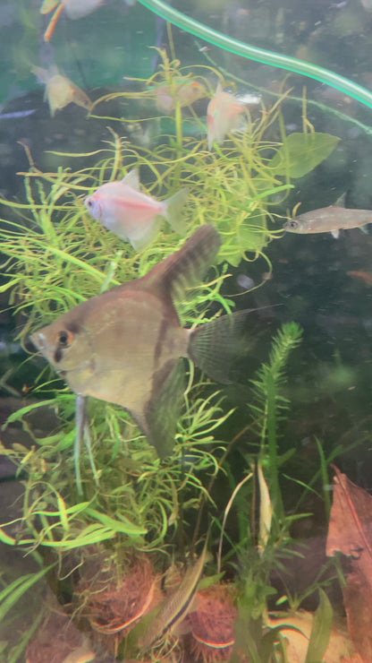Rio Nanay Peru Angelfish - Pterophyllum Scalare