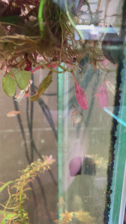 Diamond Tetra - Moenkhausia Pittieri
