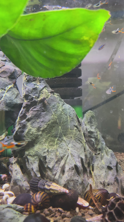 Lime Green Endler - Micropoecilia Wingei (Male)