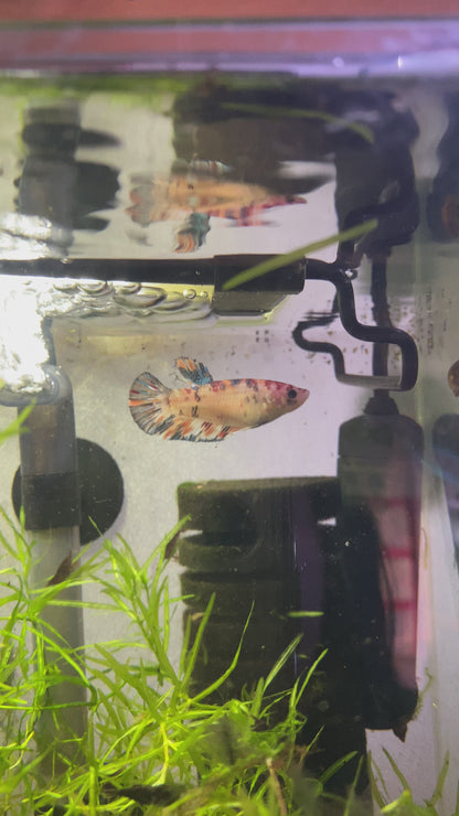 Plakat Koi Betta (Female) - Betta Splendens