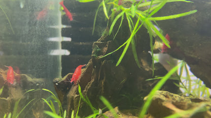 Bloody Mary Shrimp