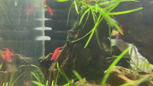 Bloody Mary Shrimp