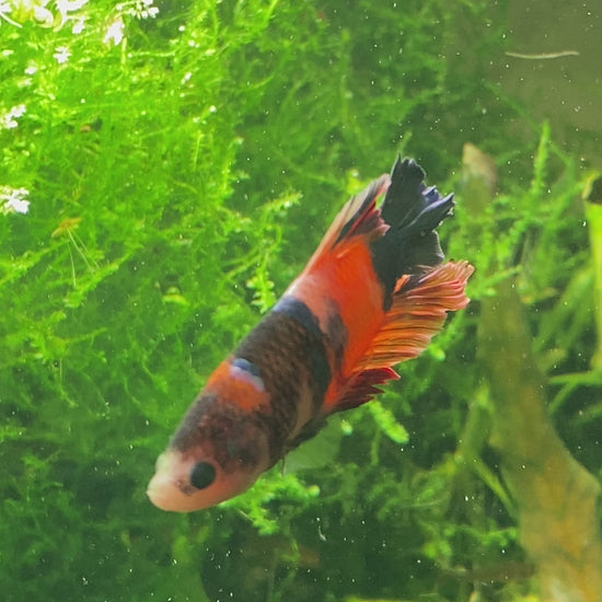 Betta
