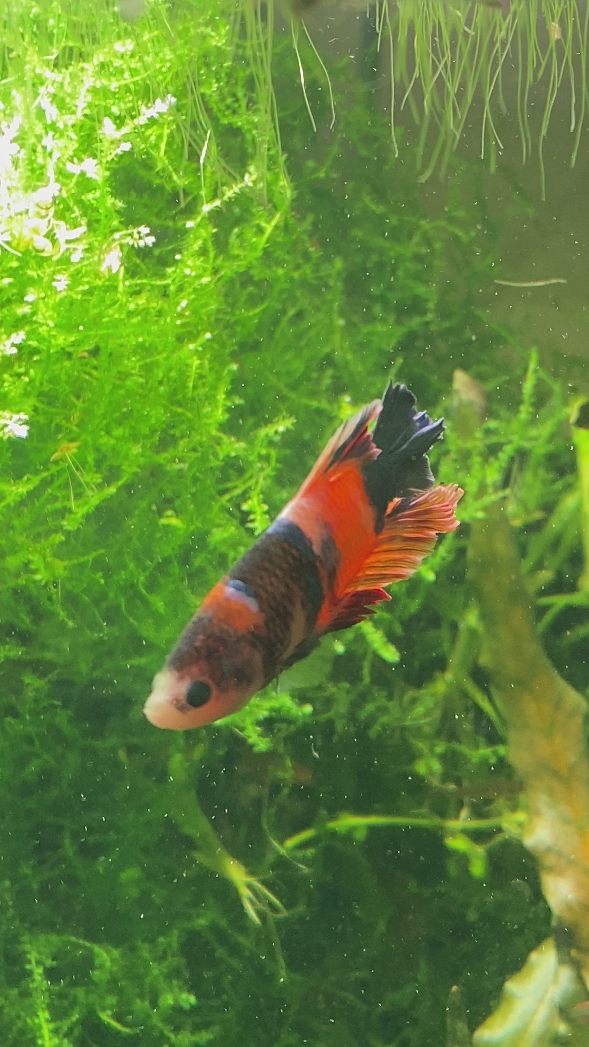 Betta