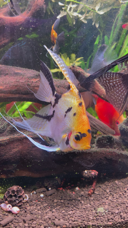 Tri Colour Koi Angelfish - Pterophyllum Scalare