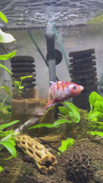 Giant Candy HMPK Betta (Male) - Grade A