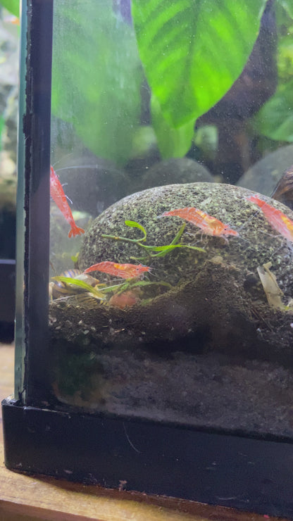 Fire Red Cherry Shrimp