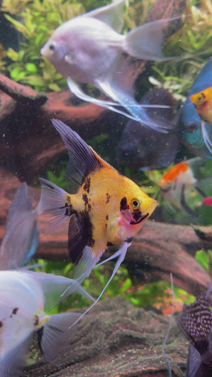 Red Devil Angelfish (Locally Bred)