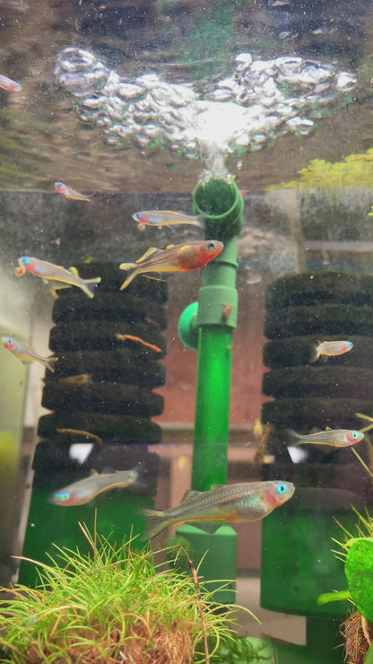 Forktail Rainbow - Pseudomungil Furcata