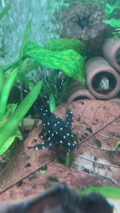 Vampire Pleco L-240/L-029 - Leporacanthicus Galaxias