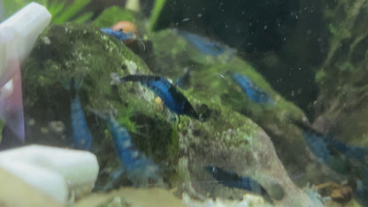 Blue Saphire Shrimp