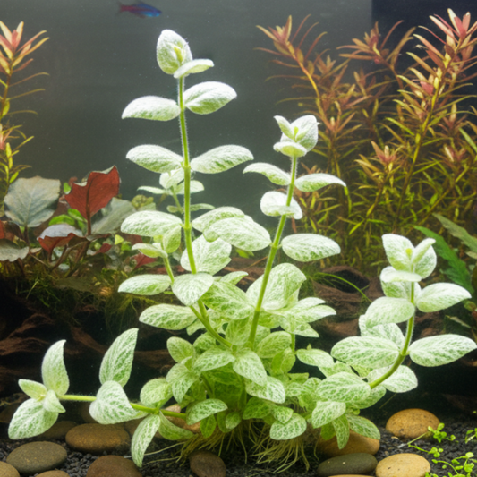 Bacopa Lanigera Variegata