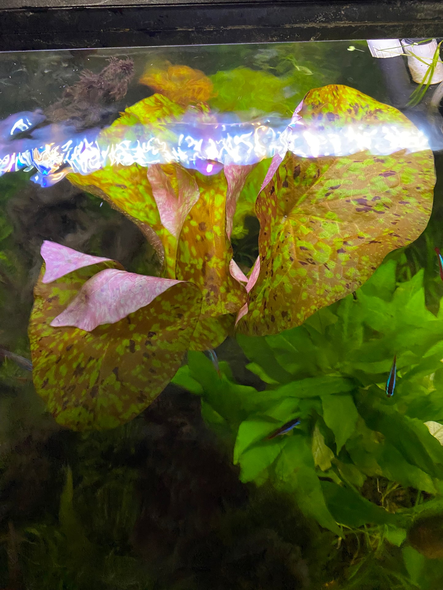 Nymphaea Micrantha