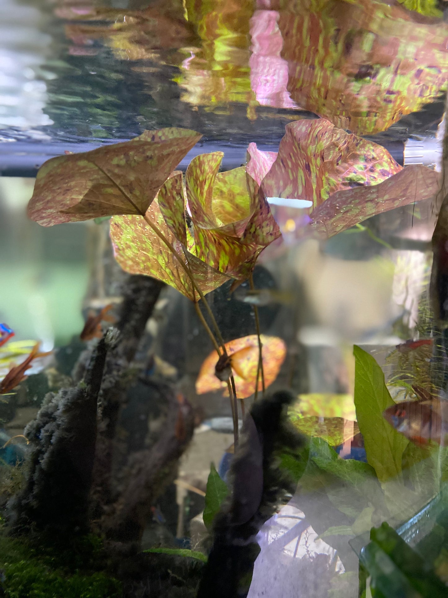 Nymphaea Micrantha