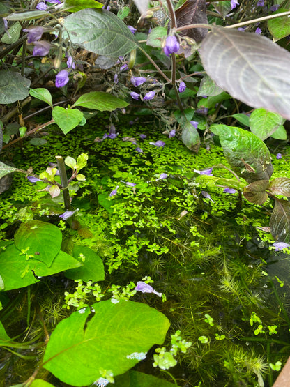 Hygrophila Corymbosa "Cherry Leaf" - Nomaphila Spp.