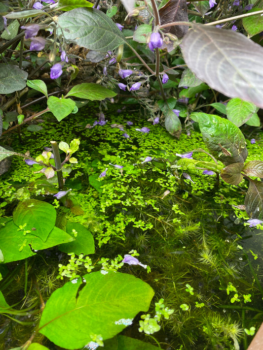 Hygrophila Corymbosa "Cherry Leaf" - Nomaphila Spp.