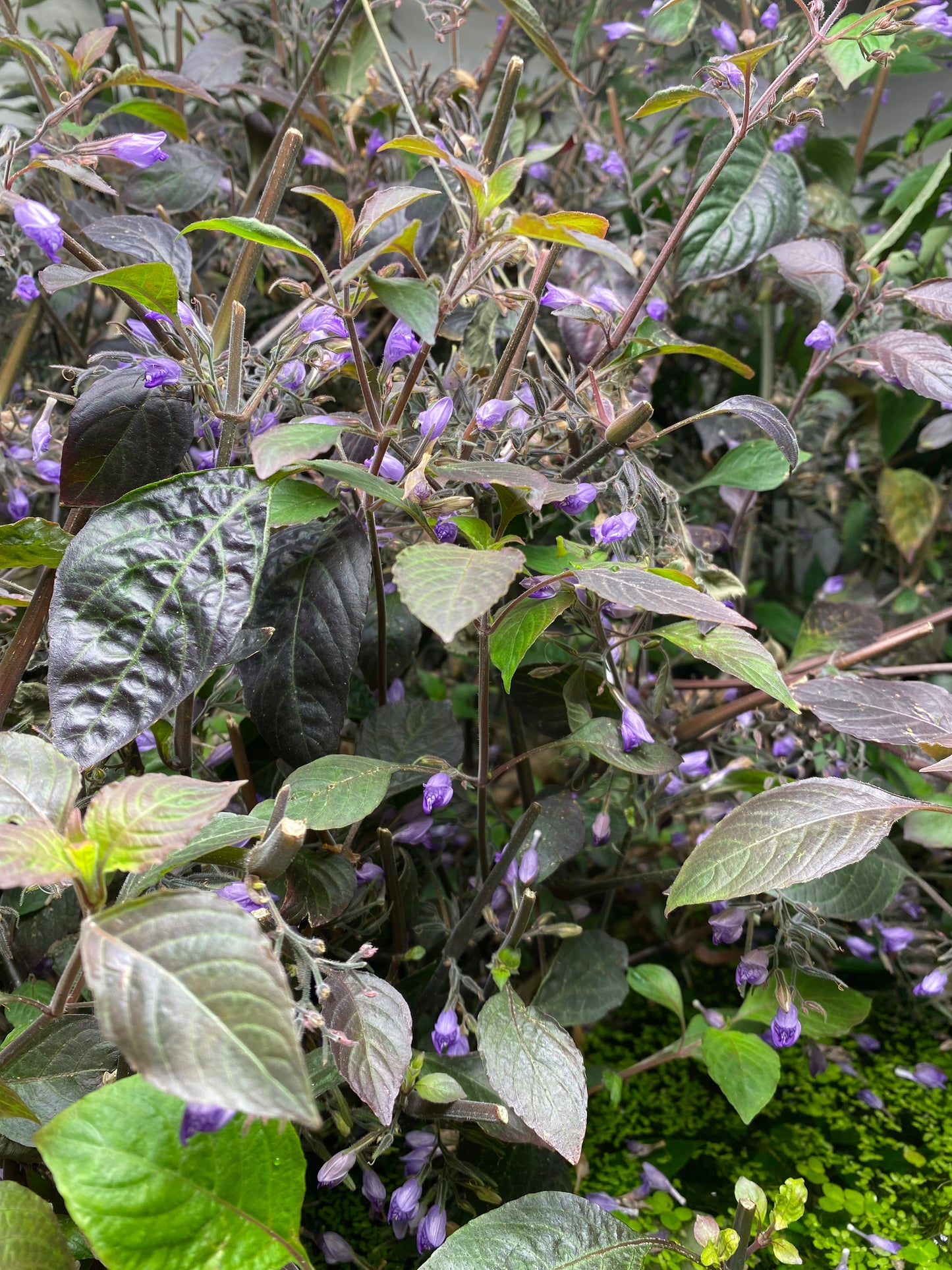 Hygrophila Corymbosa "Cherry Leaf" - Nomaphila Spp.