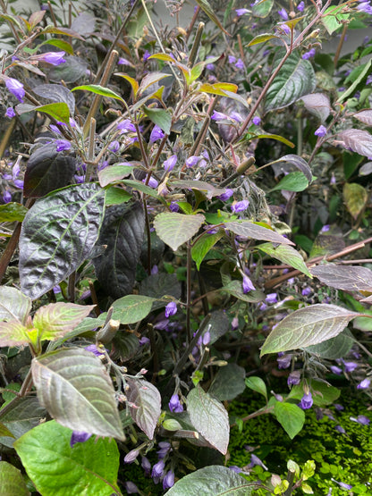Hygrophila Corymbosa "Cherry Leaf" - Nomaphila Spp.