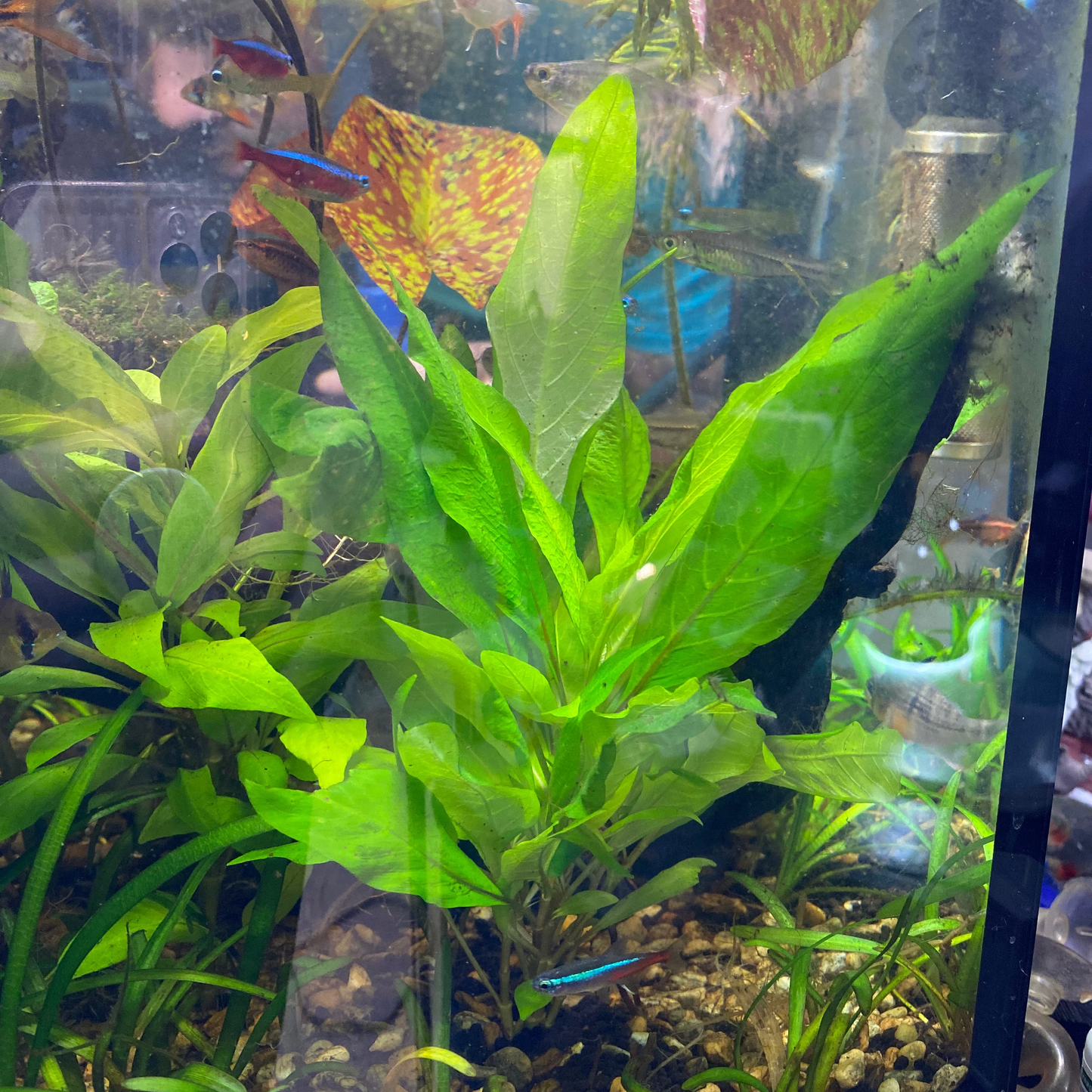 Hygrophila Corymbosa "Compact" - Nomaphila Spp.