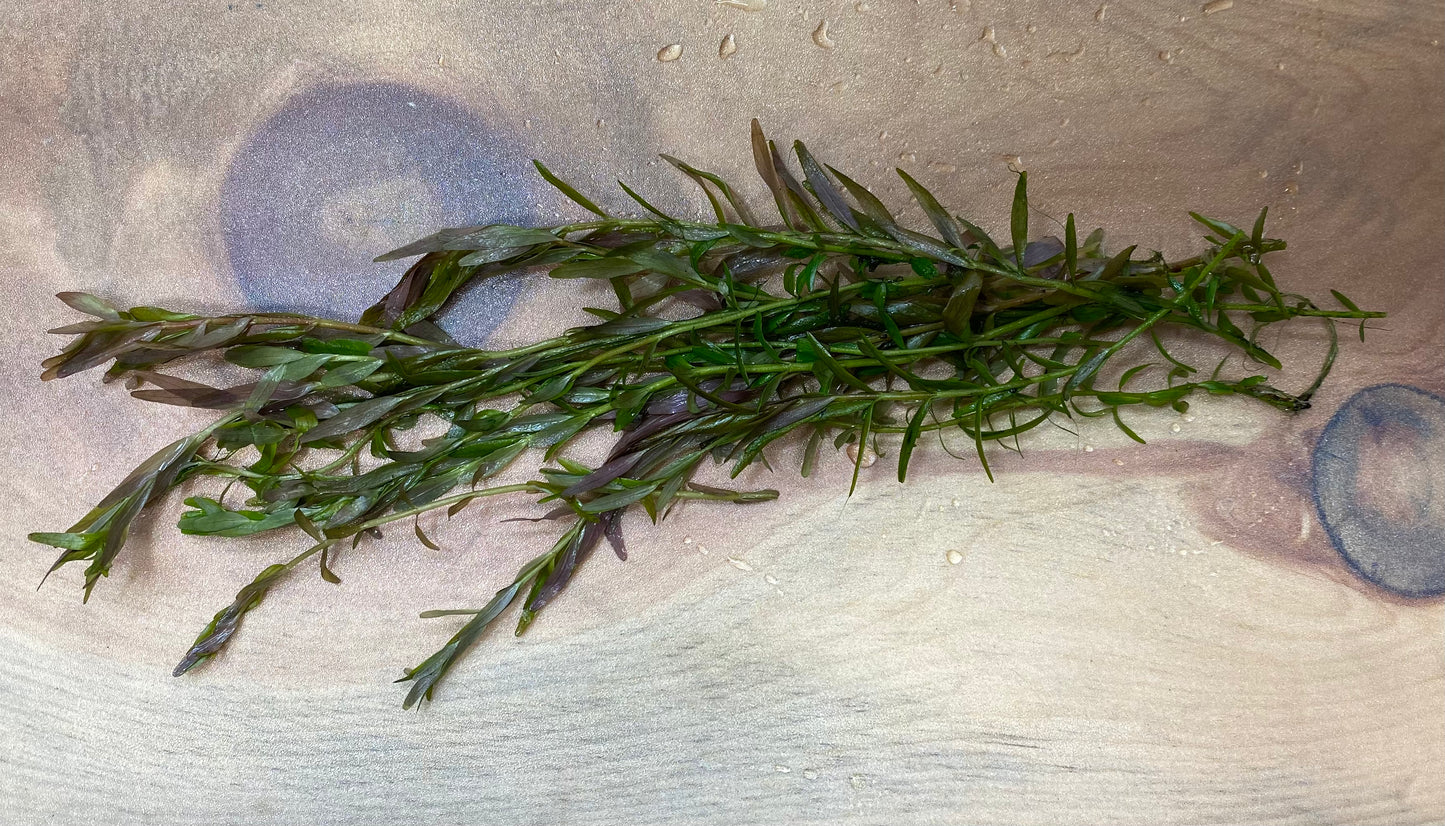 Rotala H'ra