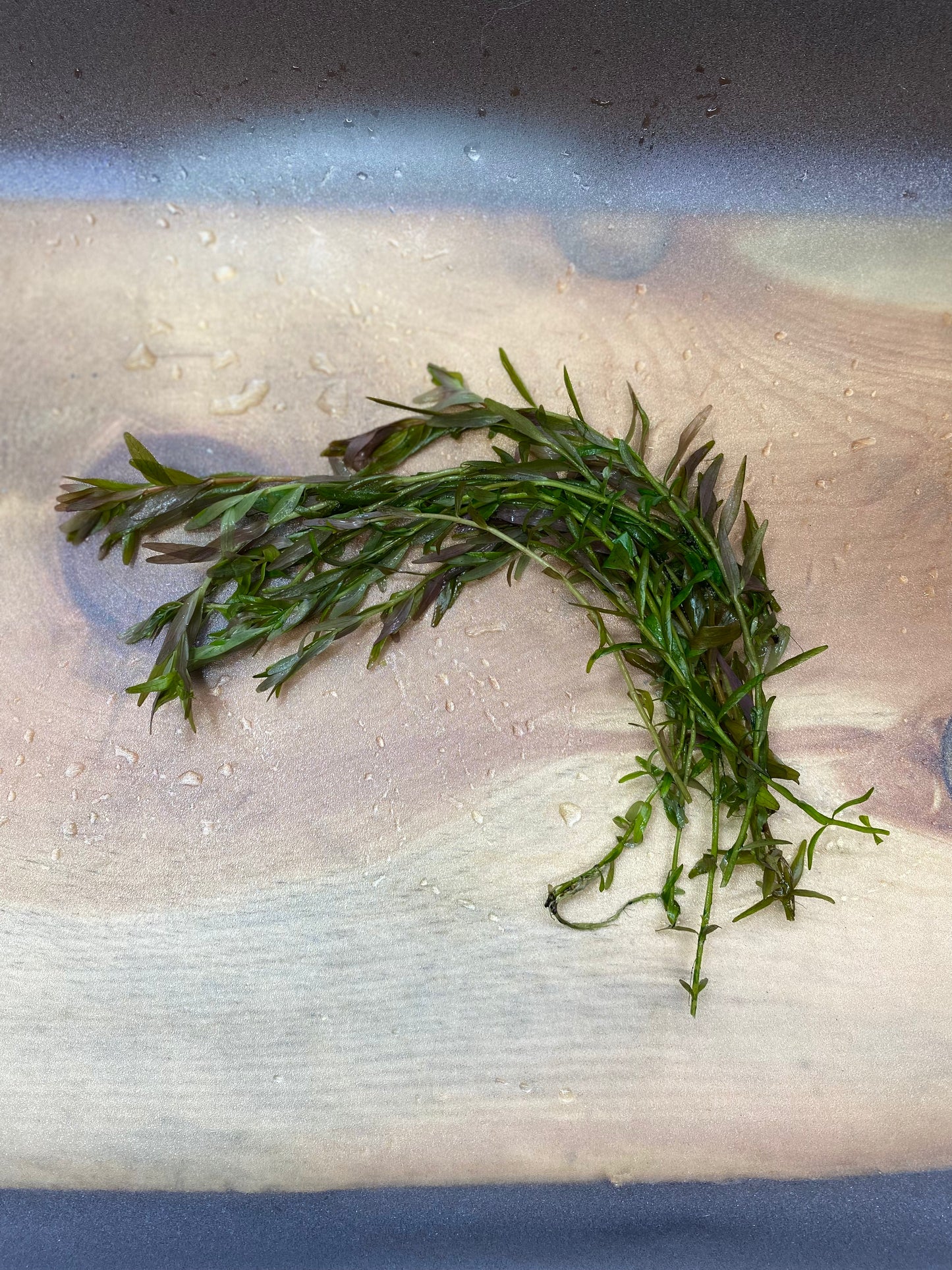 Rotala H'ra