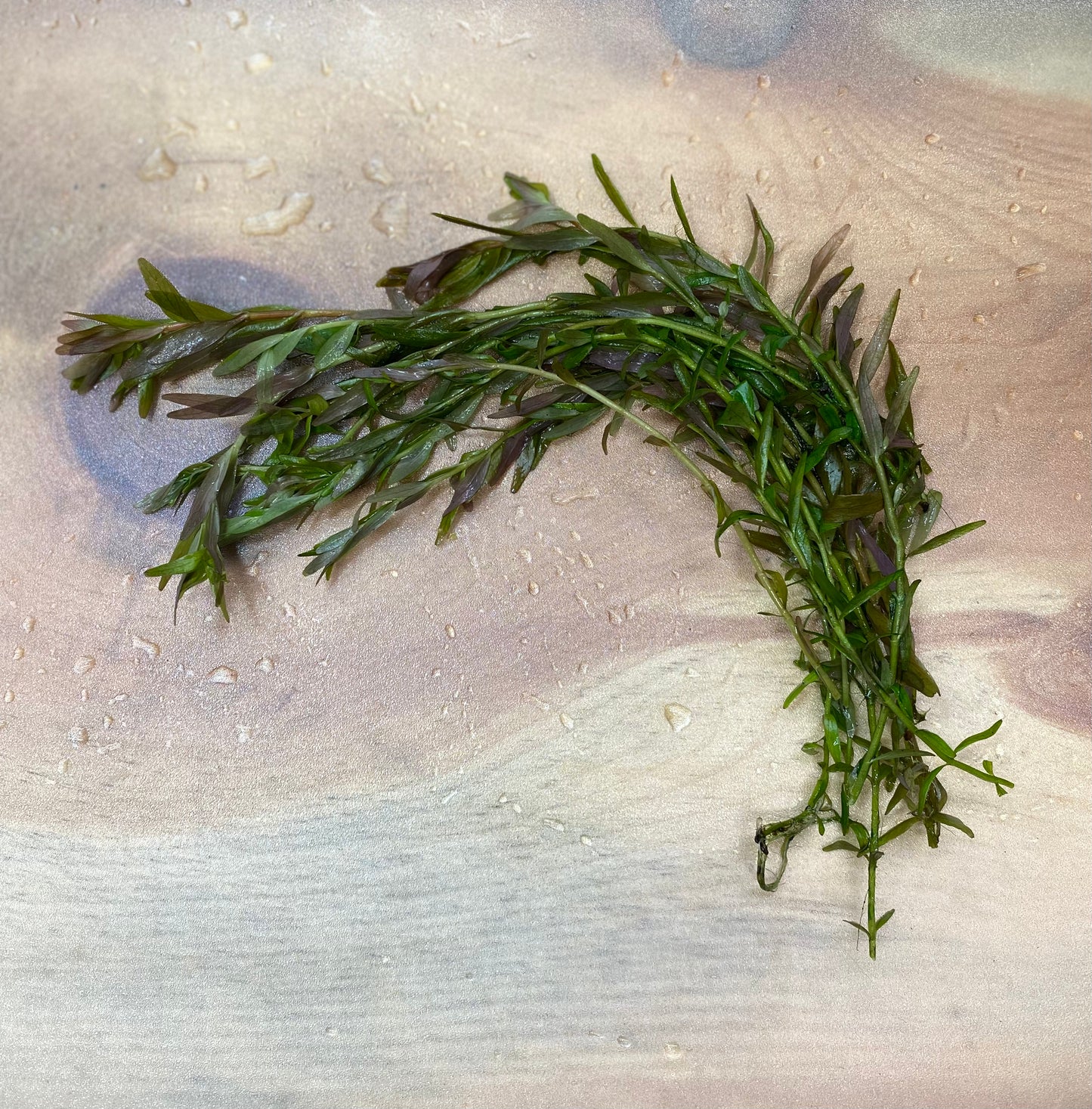 Rotala H'ra